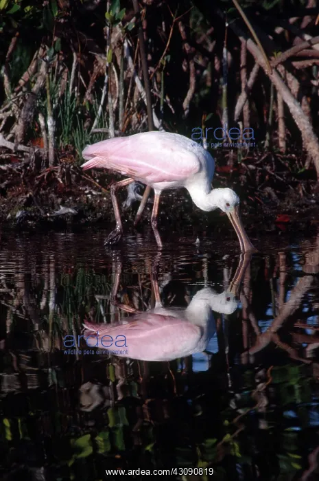 : Roseate Spoonbill Feeding : Roseate Spoonbill Feeding