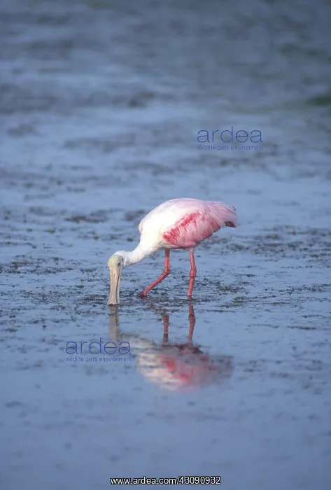 : Roseate Spoonbill Feeding : Roseate Spoonbill Feeding