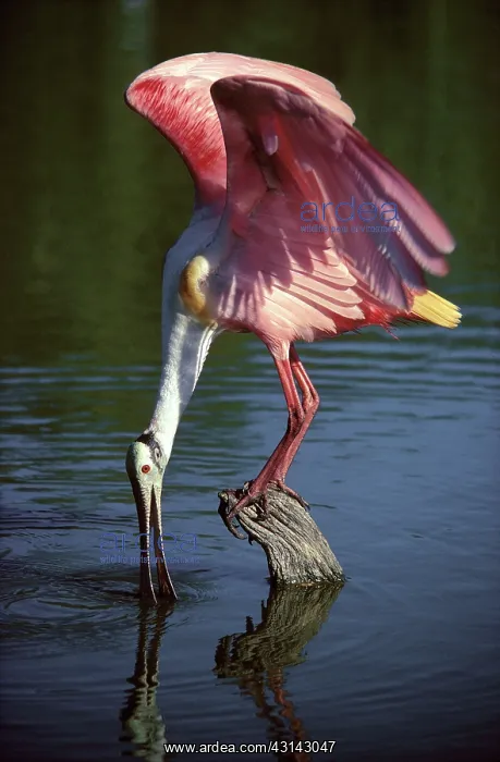 : Roseate Spoonbill Feeding : Roseate Spoonbill Feeding