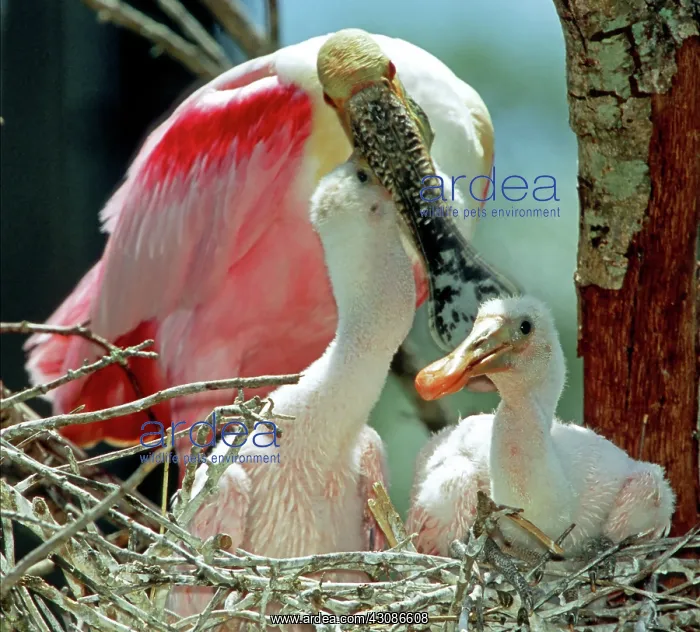 : Roseate Spoonbill feeding young : Roseate Spoonbill feeding young