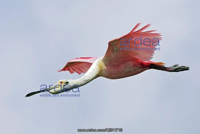 : Roseate Spoonbill - in flight : Roseate Spoonbill - in flight