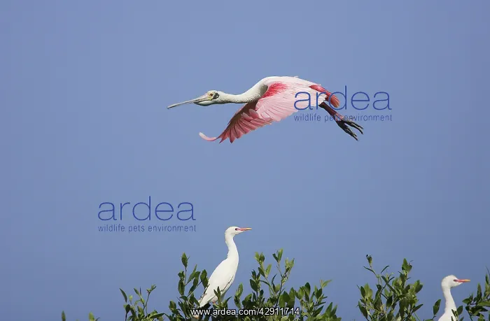 : Roseate Spoonbill - in flight : Roseate Spoonbill - in flight