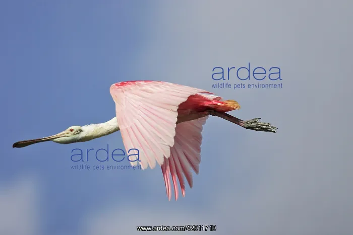 : Roseate Spoonbill - in flight : Roseate Spoonbill - in flight