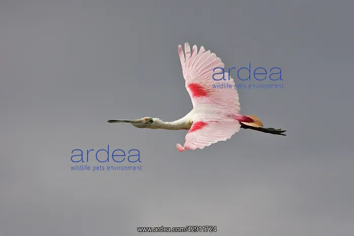 : Roseate Spoonbill - in flight : Roseate Spoonbill - in flight