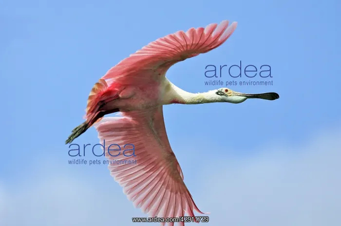 : Roseate Spoonbill - in flight : Roseate Spoonbill - in flight