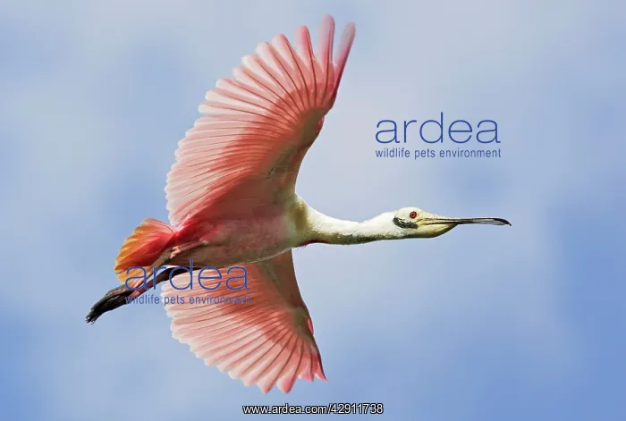 : Roseate Spoonbill - in flight : Roseate Spoonbill - in flight