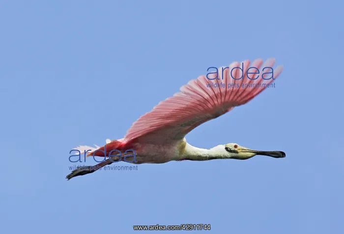 : Roseate Spoonbill - in flight : Roseate Spoonbill - in flight