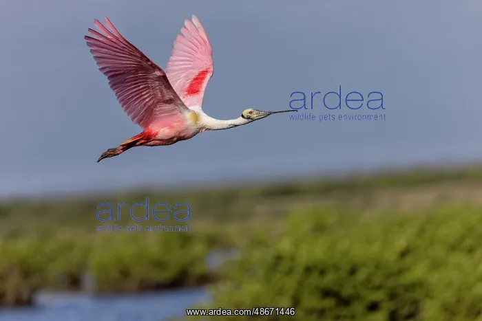 : Roseate spoonbill in flight, Merritt Island National : Roseate spoonbill in flight, Merritt Island National