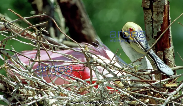 : Roseate Spoonbill incubating eggs : Roseate Spoonbill incubating eggs