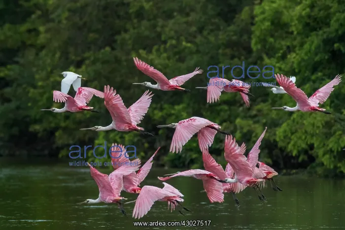  : Roseate Spoonbill, Los Llanos, Colombia