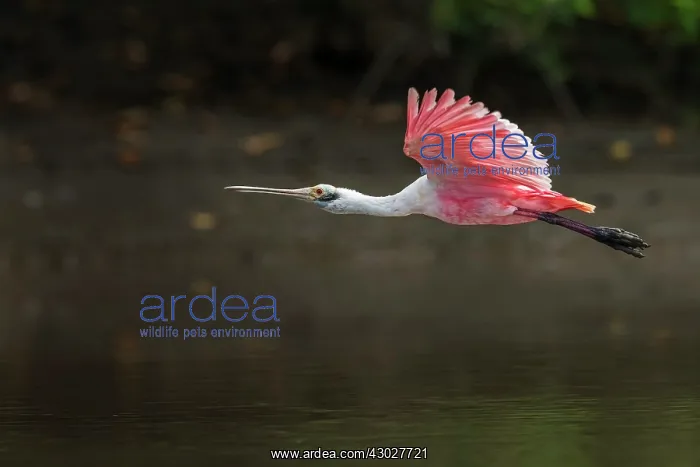  : Roseate Spoonbill, Los Llanos, Colombia
