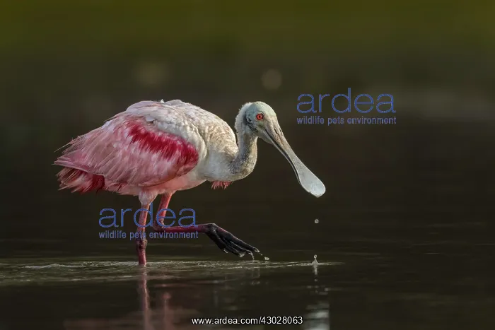  : Roseate Spoonbill, Los Llanos, Colombia