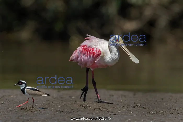  : Roseate Spoonbill, Los Llanos, Colombia