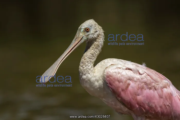 : Roseate Spoonbill, Los Llanos, Colombia : Roseate Spoonbill, Los Llanos, Colombia