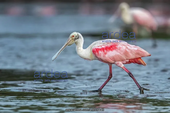  : Roseate Spoonbill, Los Llanos, Colombia