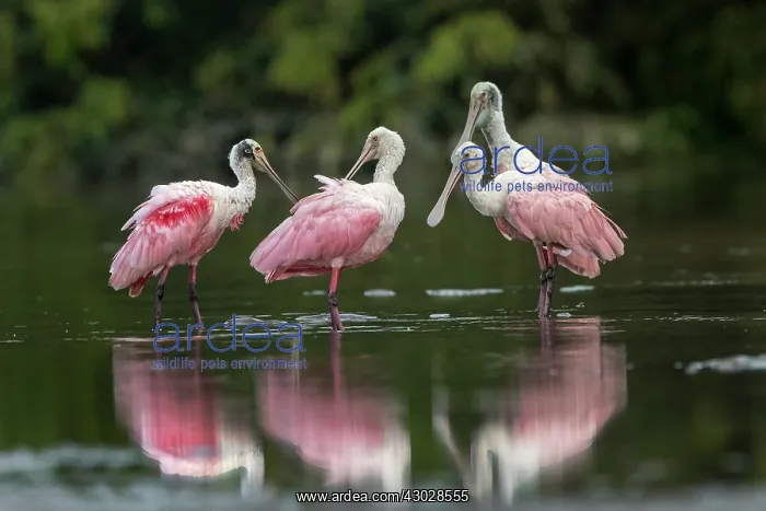  : Roseate Spoonbill, Los Llanos, Colombia