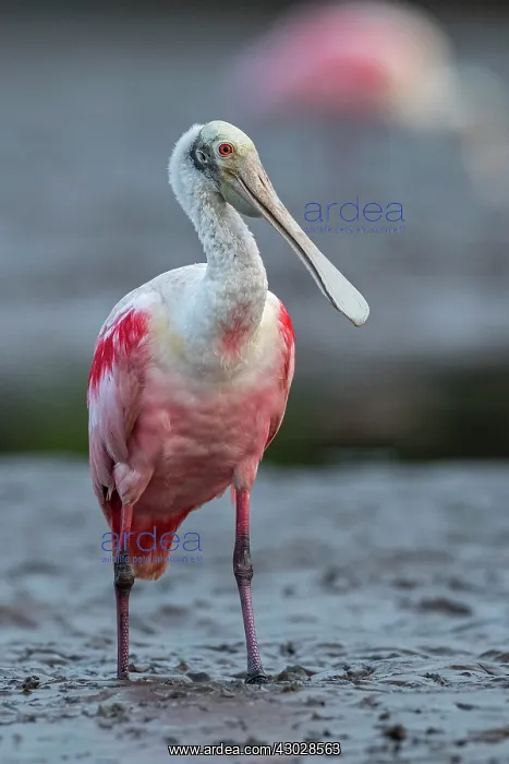  : Roseate Spoonbill, Los Llanos, Colombia