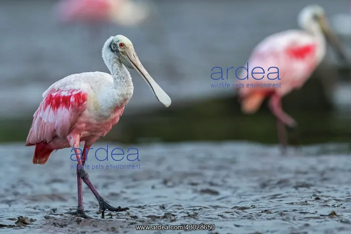  : Roseate Spoonbill, Los Llanos, Colombia
