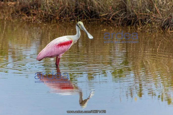 : Roseate spoonbill, Merritt Island National Wildlife Refuge : Roseate spoonbill, Merritt Island National Wildlife Refuge