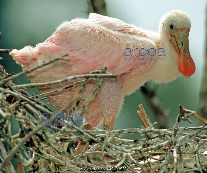 : Roseate Spoonbill nestling : Roseate Spoonbill nestling