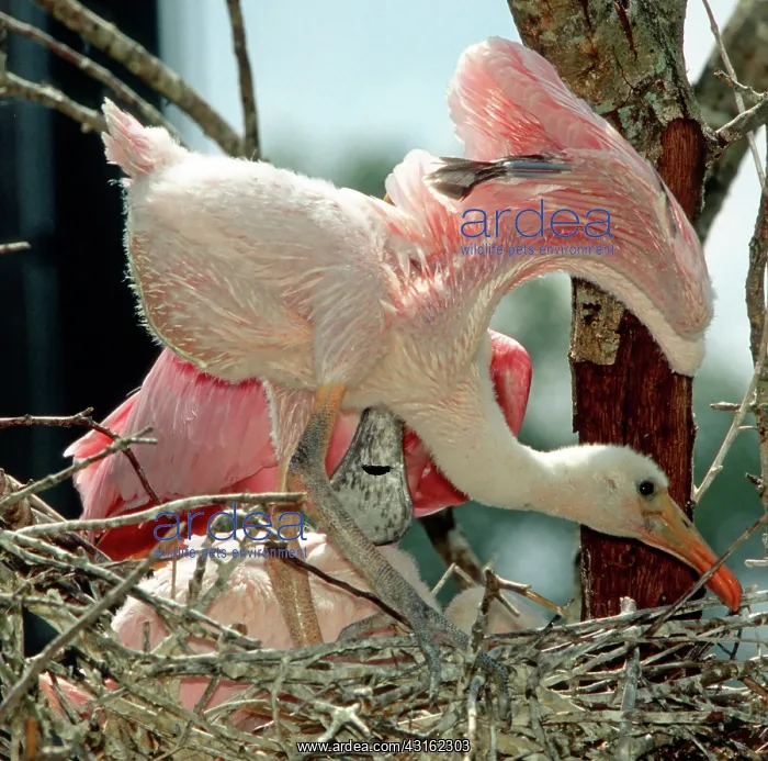 : Roseate Spoonbill nestling : Roseate Spoonbill nestling