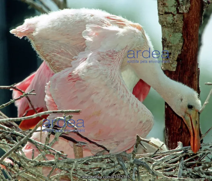 : Roseate Spoonbill nestling : Roseate Spoonbill nestling