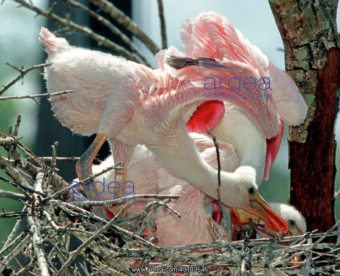 : Roseate Spoonbill nestling stretching wings : Roseate Spoonbill nestling stretching wings