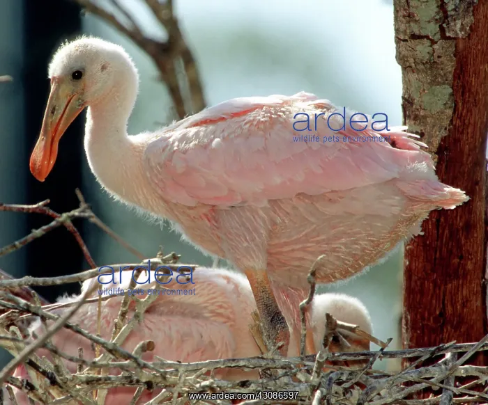 : Roseate Spoonbill nestlings : Roseate Spoonbill nestlings