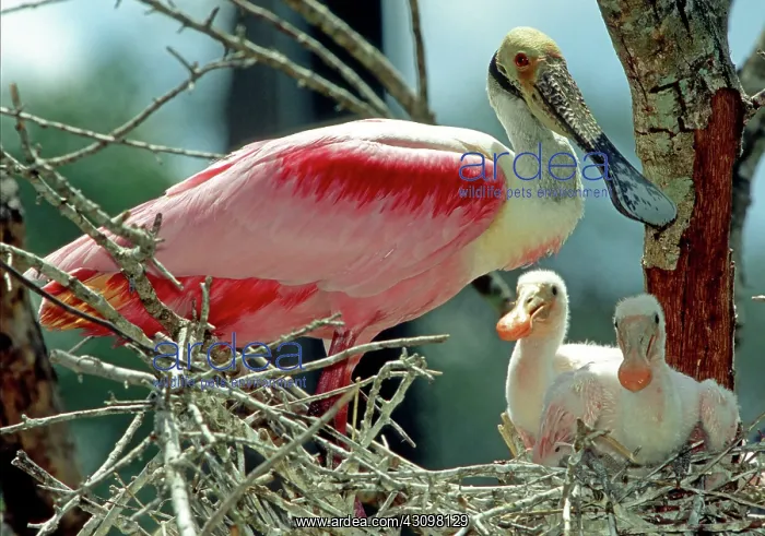 : Roseate Spoonbill with nestlings : Roseate Spoonbill with nestlings