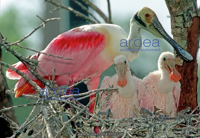 : Roseate Spoonbill with nestlings : Roseate Spoonbill with nestlings