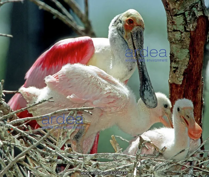 : Roseate Spoonbill with nestlings : Roseate Spoonbill with nestlings
