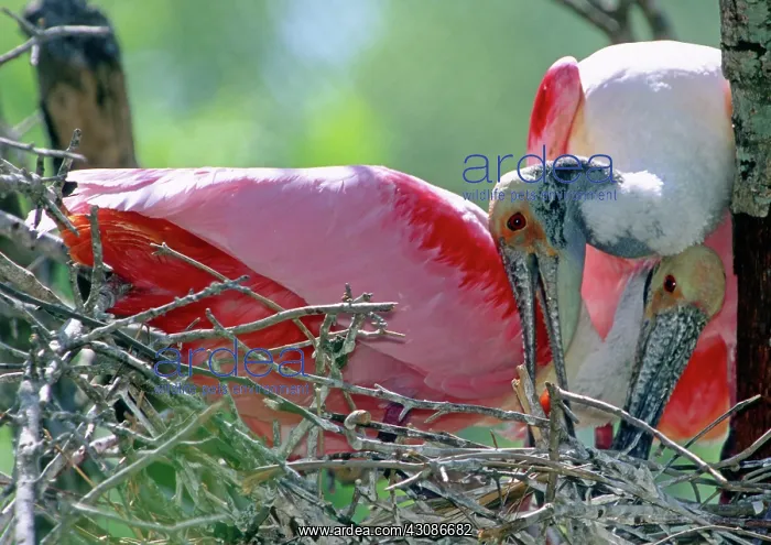 : Roseate Spoonbill pair : Roseate Spoonbill pair