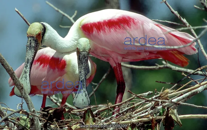 : Roseate Spoonbill pair : Roseate Spoonbill pair