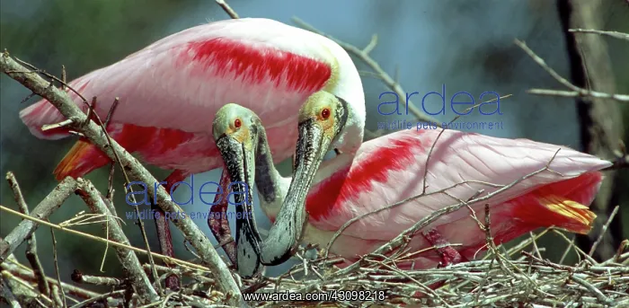 : Roseate Spoonbill pair : Roseate Spoonbill pair