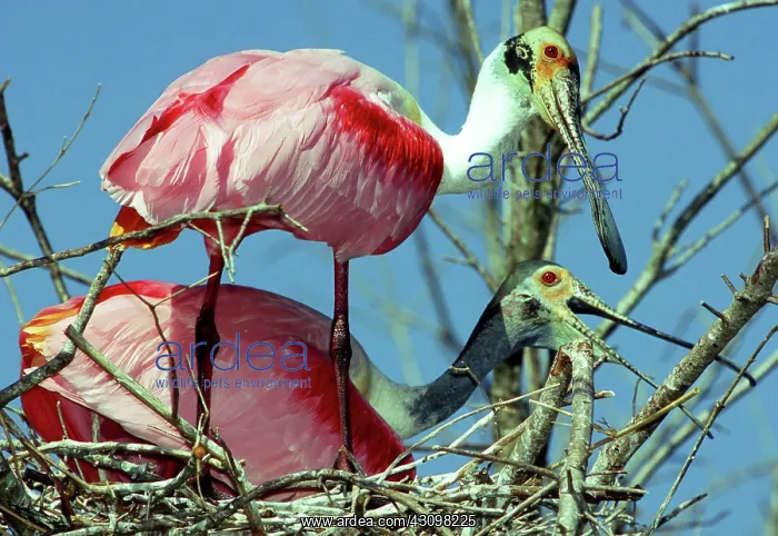 : Roseate Spoonbill pair : Roseate Spoonbill pair