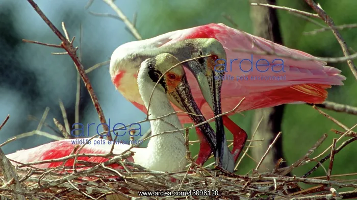 : Roseate Spoonbill pair in nest : Roseate Spoonbill pair in nest