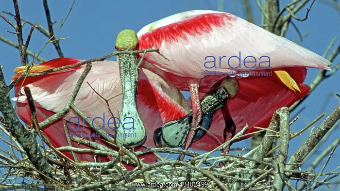 : Roseate Spoonbill pair in nest : Roseate Spoonbill pair in nest