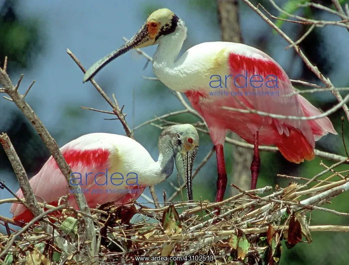 : Roseate Spoonbill pair in nest : Roseate Spoonbill pair in nest