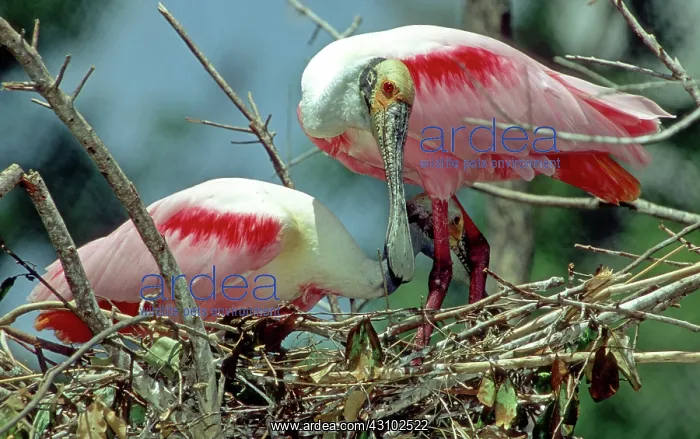 : Roseate Spoonbill pair in nest : Roseate Spoonbill pair in nest