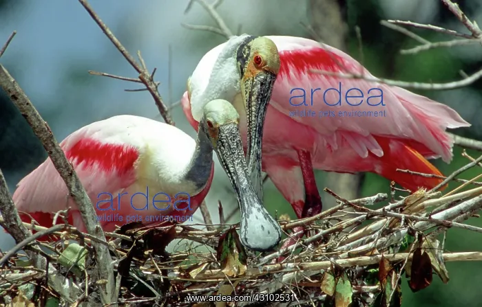 : Roseate Spoonbill pair in nest : Roseate Spoonbill pair in nest