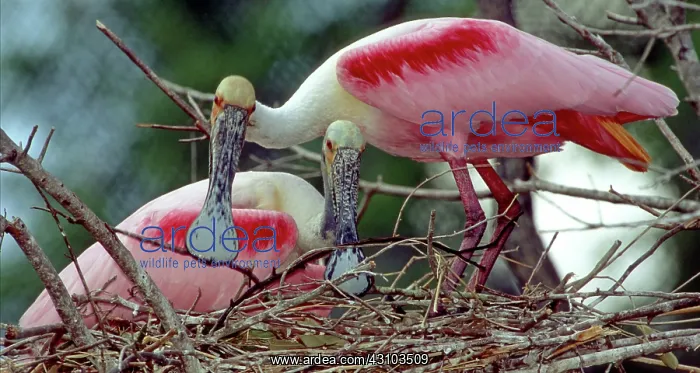 : Roseate Spoonbill pair in nest : Roseate Spoonbill pair in nest