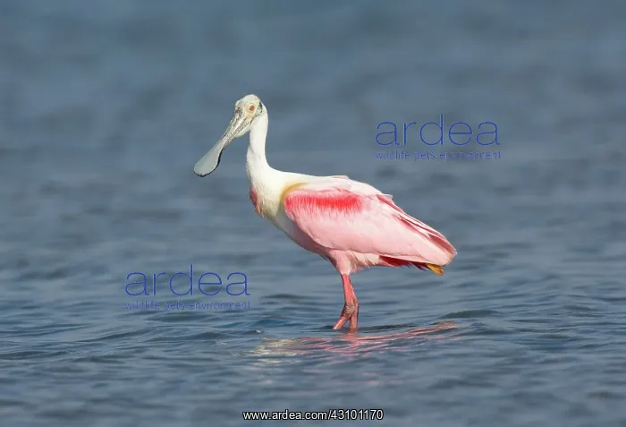 : Roseate Spoonbill (Platalea ajaja) : Roseate Spoonbill (Platalea ajaja)