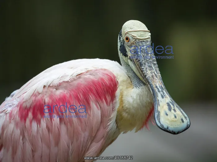 : Roseate spoonbill (Platalea ajaja), animal portrait : Roseate spoonbill (Platalea ajaja), animal portrait