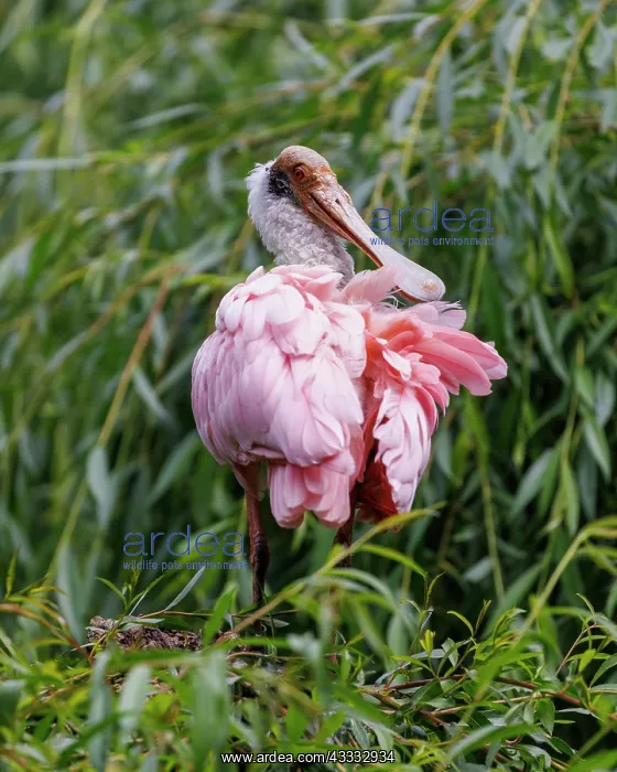: Roseate spoonbill (Platalea ajaja), Germany, Europe : Roseate spoonbill (Platalea ajaja), Germany, Europe
