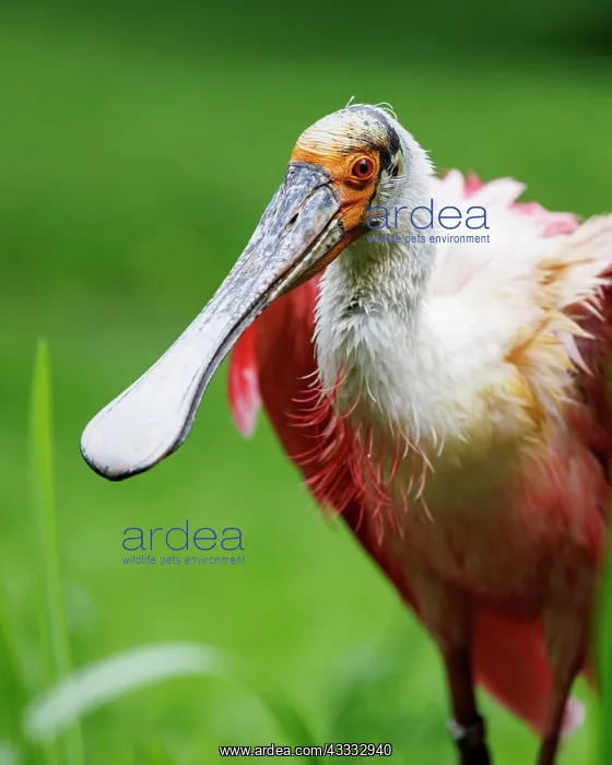 : Roseate spoonbill (Platalea ajaja), Germany, Europe : Roseate spoonbill (Platalea ajaja), Germany, Europe