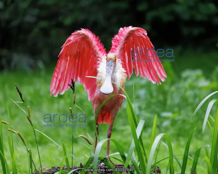 : Roseate spoonbill (Platalea ajaja), Germany, Europe : Roseate spoonbill (Platalea ajaja), Germany, Europe