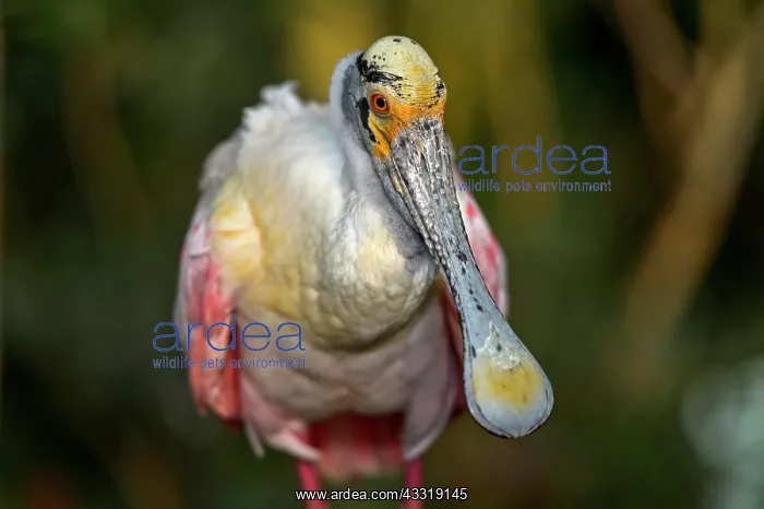 : Roseate spoonbill (Platalea ajaja), Brazil, South : Roseate spoonbill (Platalea ajaja), Brazil, South