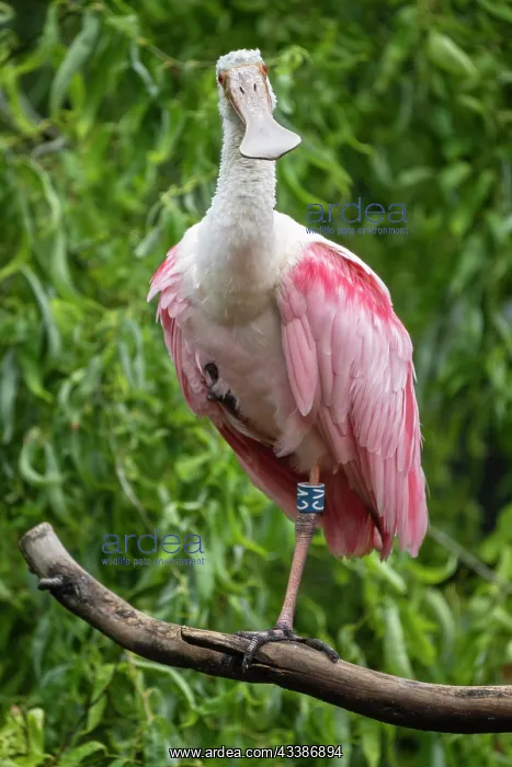 : Roseate spoonbill (Platalea ajaja) (Syn.: Ajaia a : Roseate spoonbill (Platalea ajaja) (Syn.: Ajaia a