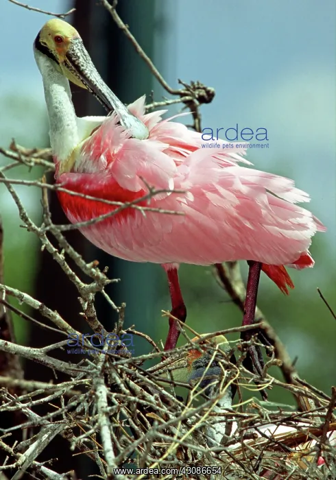 : Roseate Spoonbill preening : Roseate Spoonbill preening