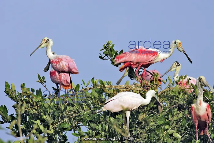 : Roseate Spoonbill - in tree : Roseate Spoonbill - in tree